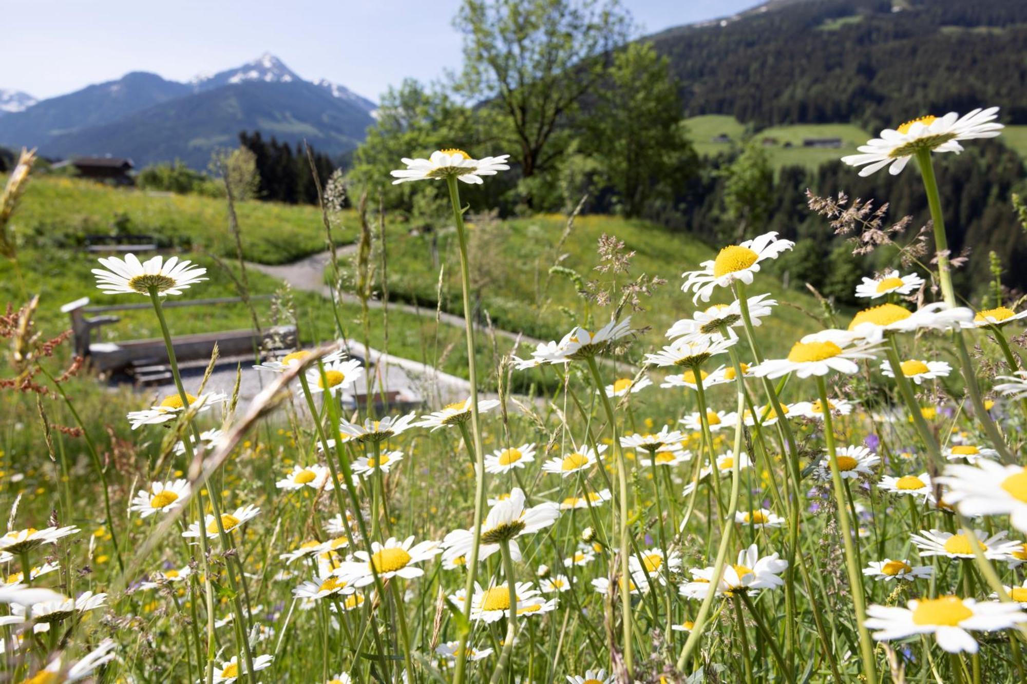 Alpbacherhof Mountain & Spa Resort Exterior photo